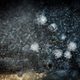 Illustration for article titled 33 Frozen Photos Taken Through Ice